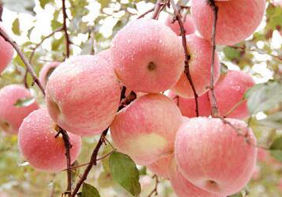 苹果老树管理技术,苹果树太旺直立生长怎么处理