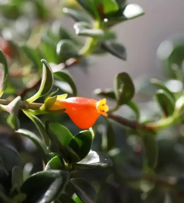 小金鱼吊兰怎么往下长,金鱼吊兰小金鱼