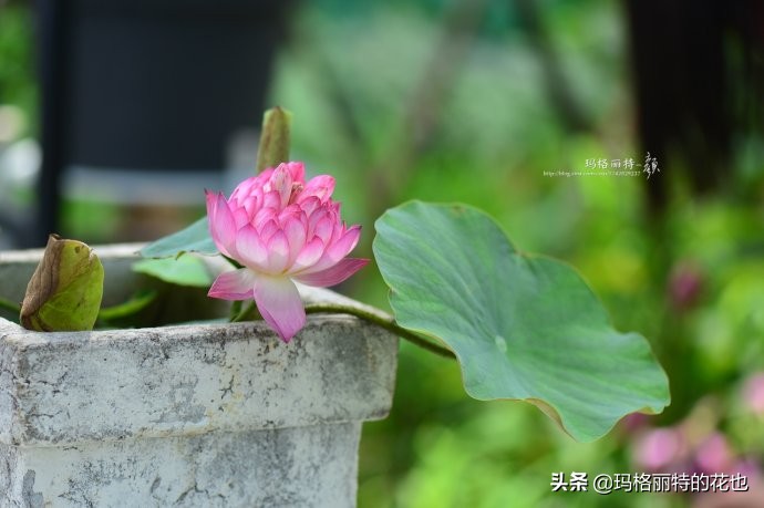 我的碗莲种子,碗莲的种植方法新手必看