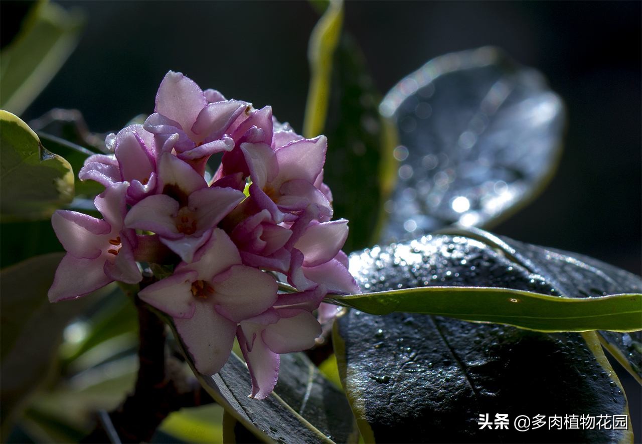 瑞香叶发黄掉叶是怎么回事,瑞香叶片很薄怎么回事