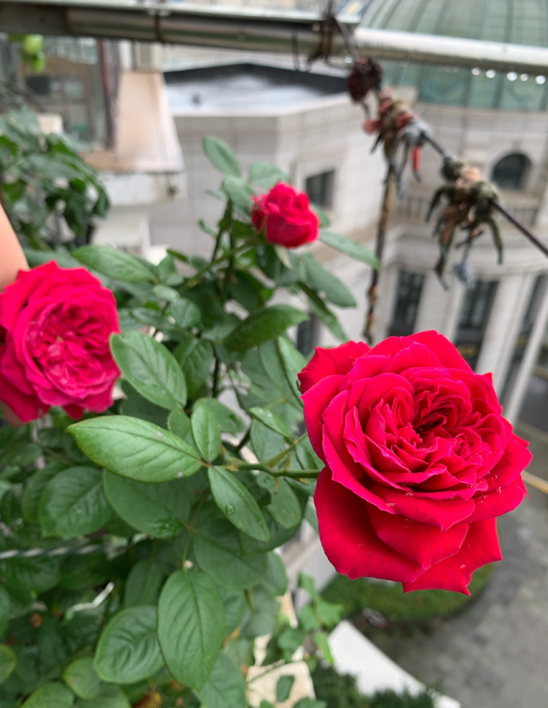 皇家胭脂和真彩230月季哪个好看,皇家胭脂月季花盆栽