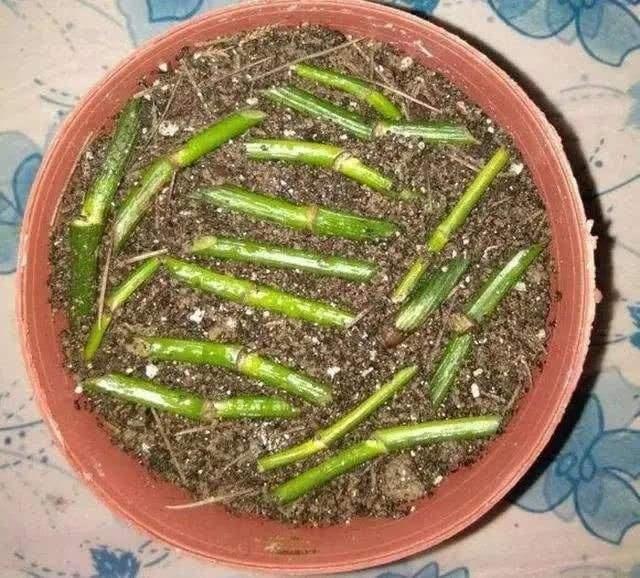 扦插绿萝有妙招这样扦插才是关键,扦插绿萝小技巧一看就会