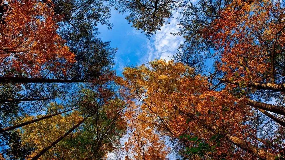 10月旅行地推荐最适合初秋出游,10月最适合慢慢旅游的地方