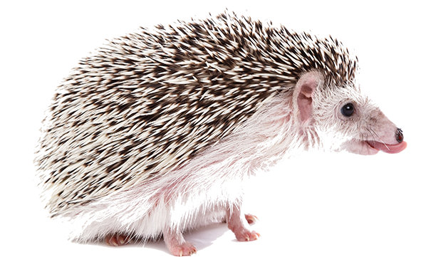 做刺猬要不要拖鞋,做刺猬