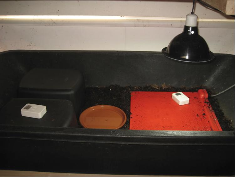 养陆龟注意事项,个人养陆龟的注意事项