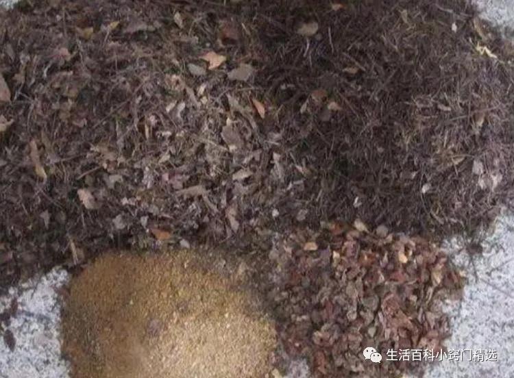 绿萝怎么养长得快不黄叶子不烂根,绿萝怎么养才能不长黄叶更旺盛