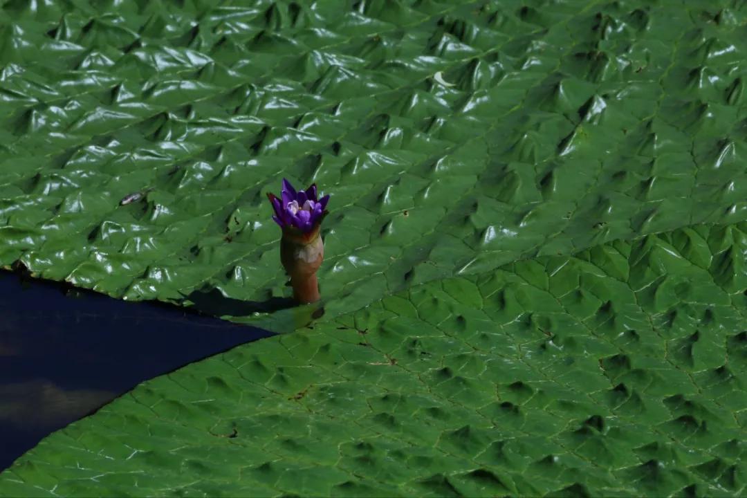 硬核整理!高清中药教材原植物彩*图色**谱(四期)