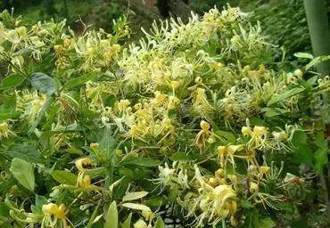 种植摇钱树致富经历,摇钱树养殖都有哪些品种