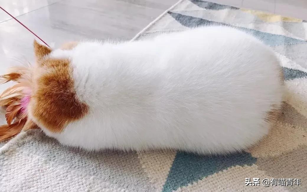 听说给猫起名越贱越好养活,科普给猫起名