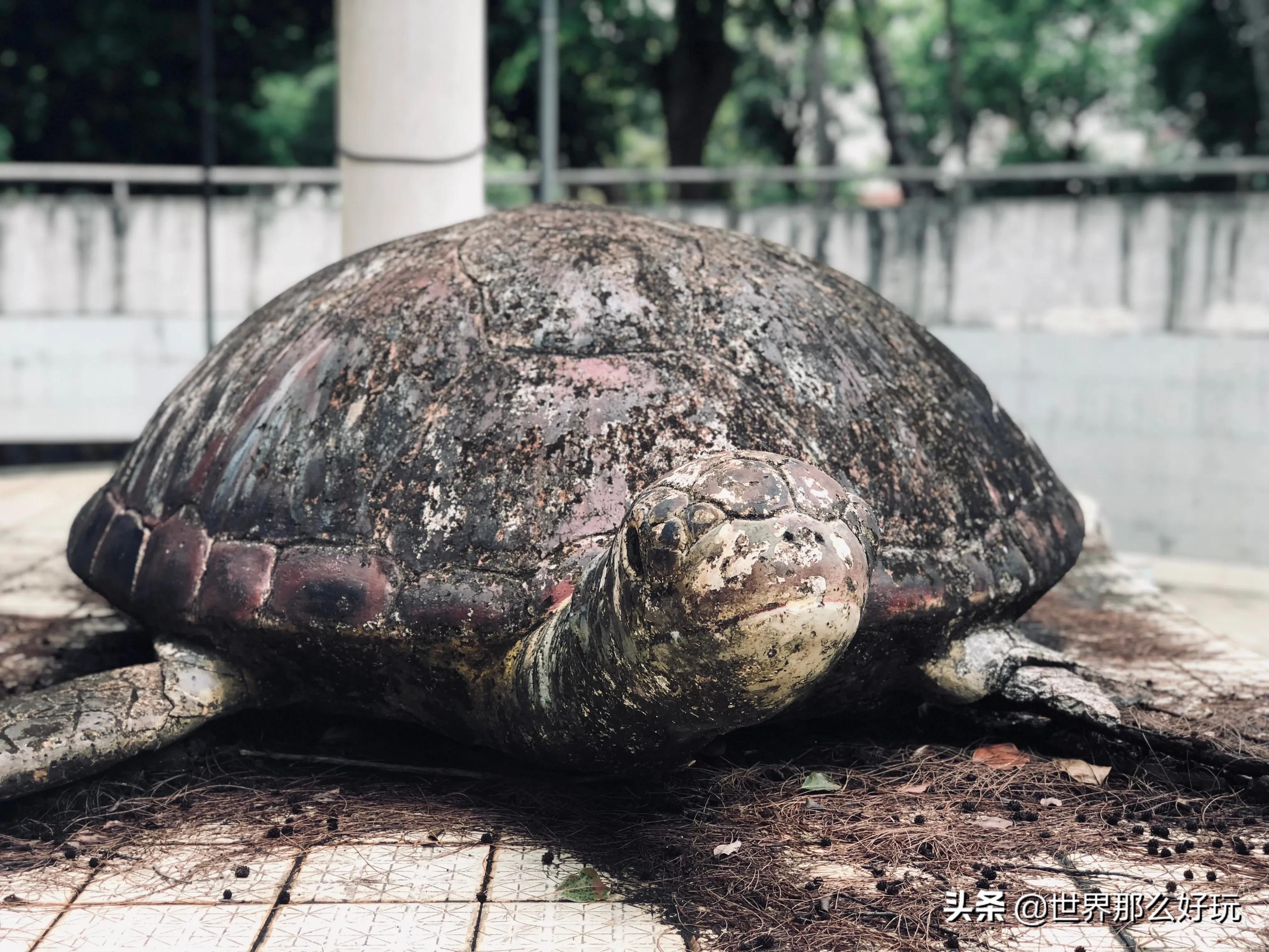 海南金牛岭动物园视频,海口金牛岭公园现在还有动物园吗