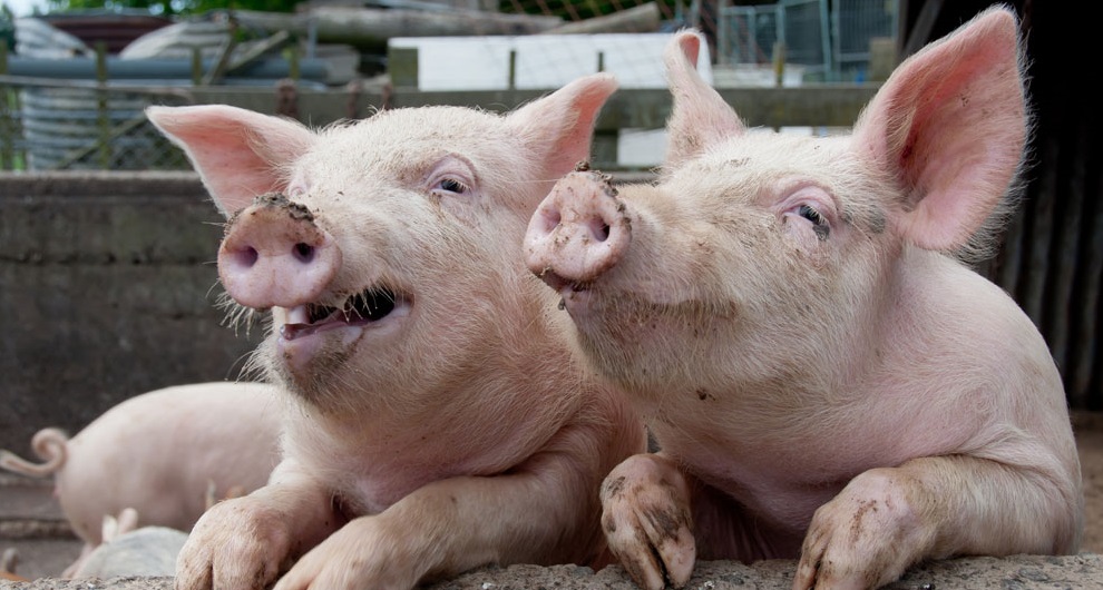 工作中遇到猪队友怎么办,团队合作中遇到了猪队友让人抓狂