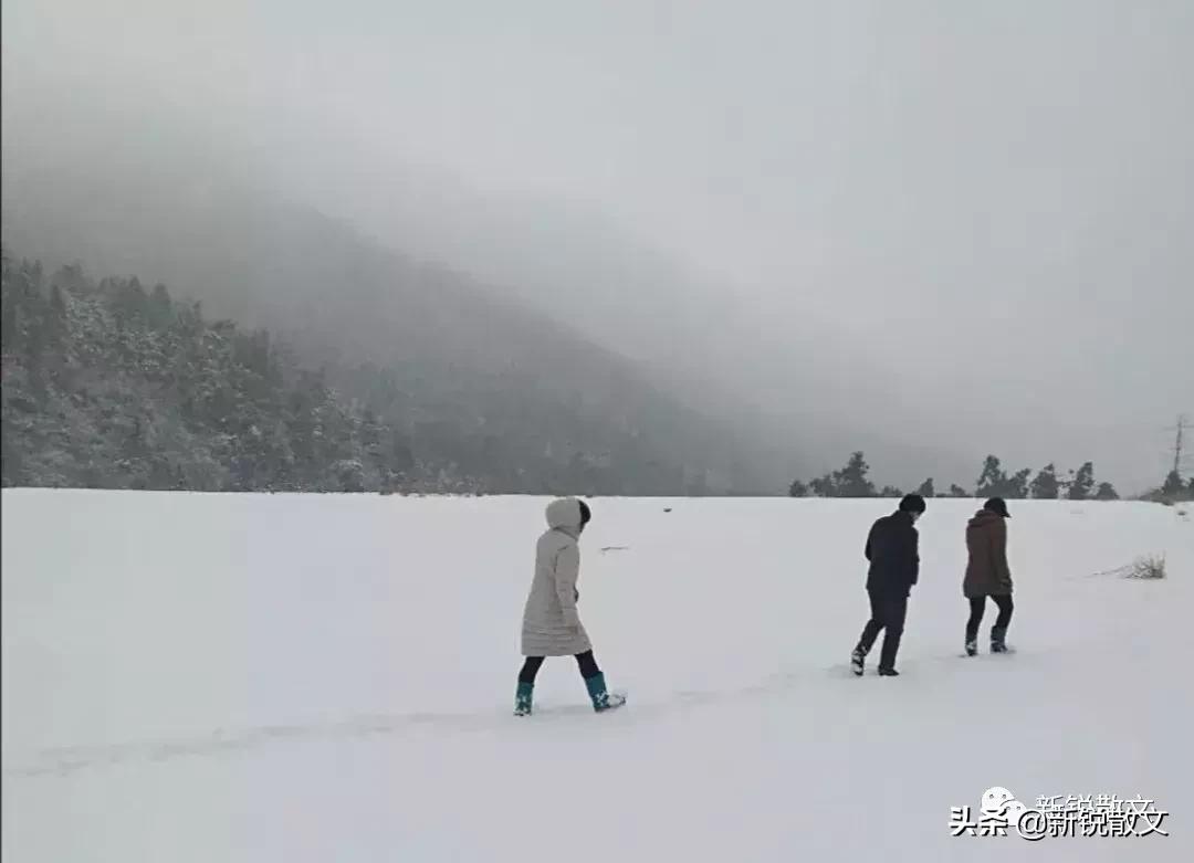 大山深处，两个女子带着一条黄狗，守护着万亩生态林