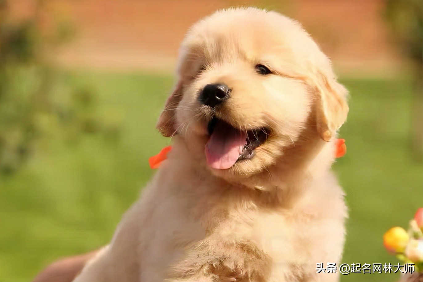 听话懂事温顺的狗狗品种,可鲁可鸭一只随叫随到的狗狗