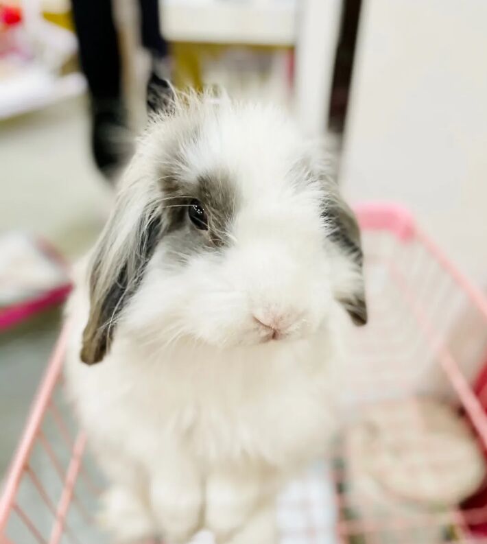 上海周末情侣打卡,上海好玩的萌宠体验馆