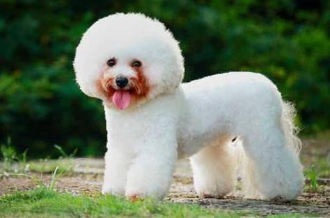 比熊犬总有泪痕怎么办,比熊犬最近眼屎多是怎么回事