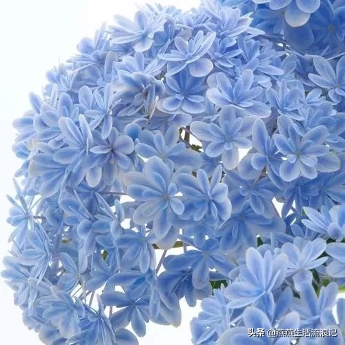 万华镜绣球花发白是什么原因,万华镜绣球花怎么把枝干养粗