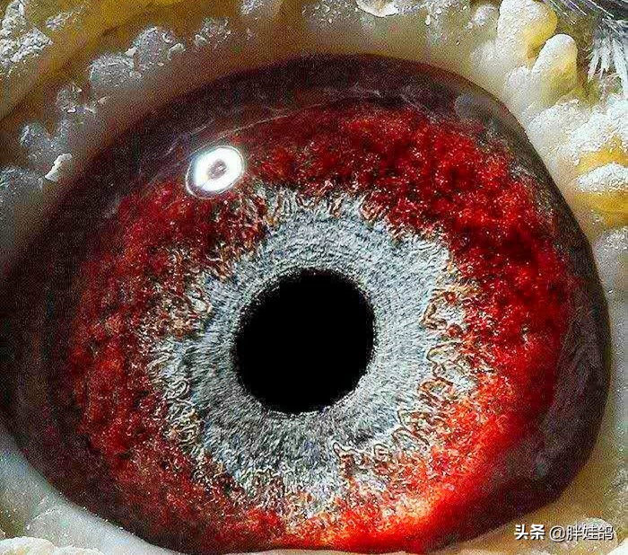 鸽子单眼伤风流泪最有效办法,鸽子单眼伤风用什么药治好