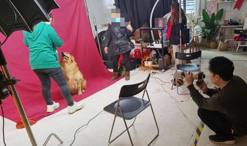 宠物拍摄写真,宠物写真多少钱