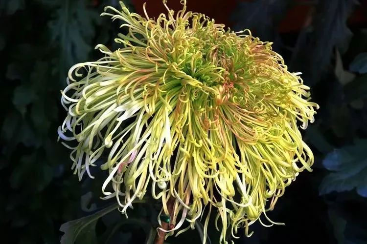 花中四君子菊花,花中四君子菊花的简介