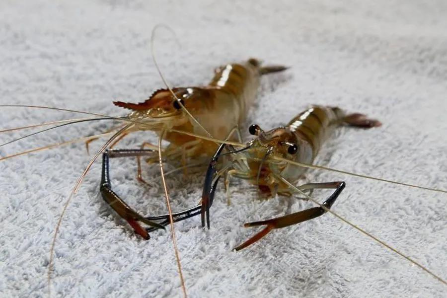 所有虾类哪种更好吃些图片,给你科普一下虾的种类