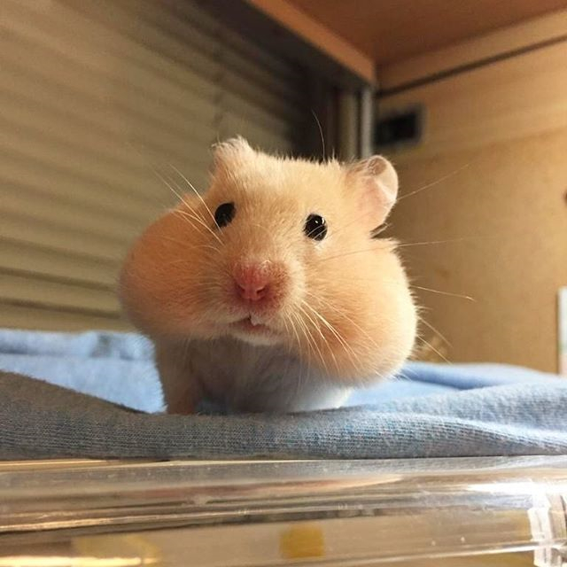 宠物仓鼠想喝水有什么表现,仓鼠的生活习性和吃食