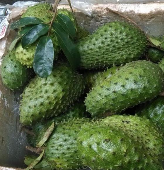 刺果番荔枝种植方法,刺果番荔枝的制作方法