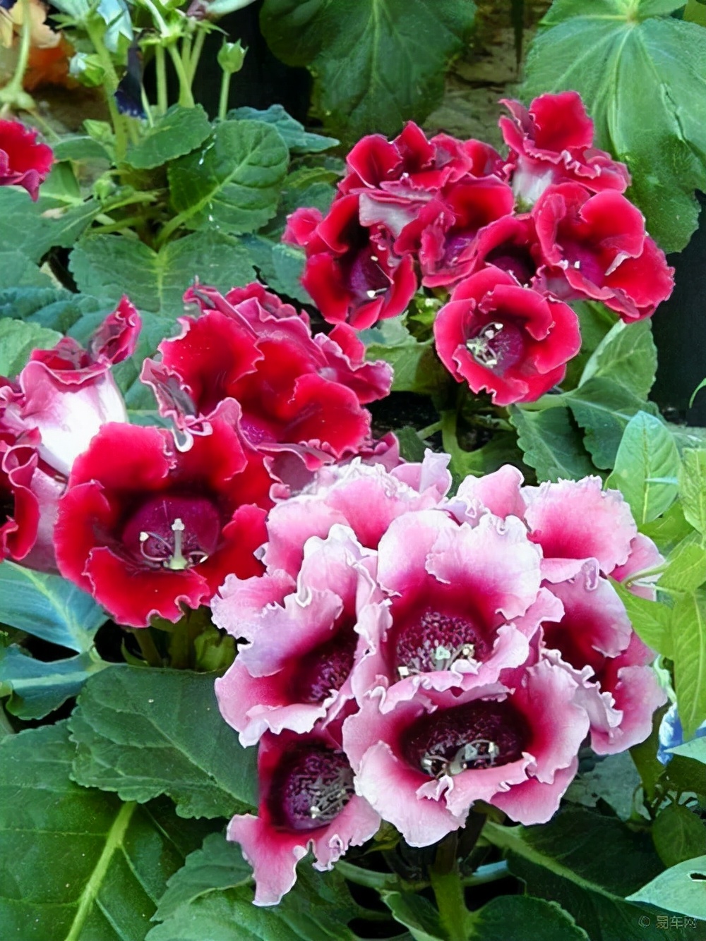 最耐阴不需要阳光的植物室外,喜阴怕阳光非常好养的盆栽大全