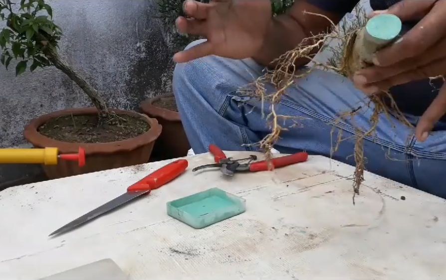 把普通的沙漠玫瑰养成盆景,怎样把沙漠玫瑰的桩养得更漂亮