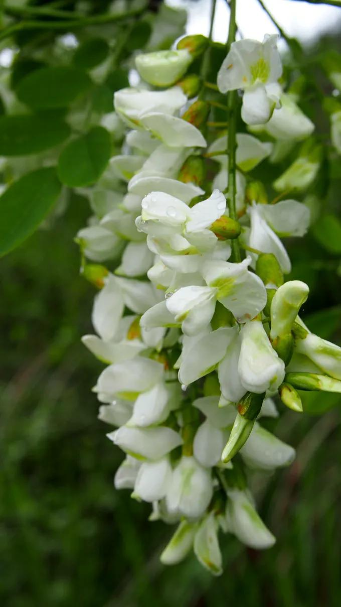 吃槐花想晒干怎么处理,槐花的功效与作用槐花的保存