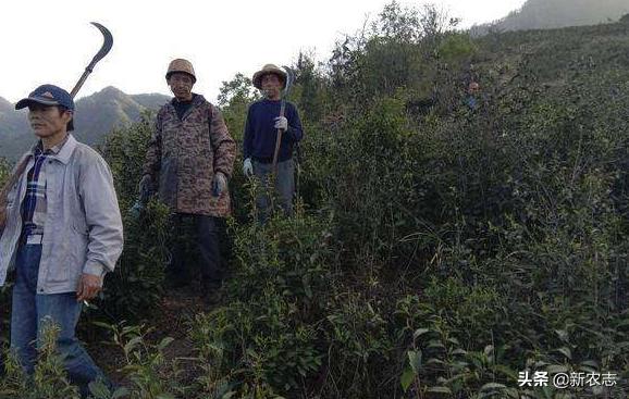 承包1800亩田地一年可以赚多少钱,租地300亩租金1200一年盈利多少