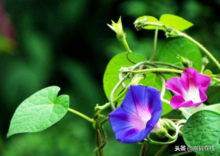 农村比较常见的中草药,农村不可碰的十种草药