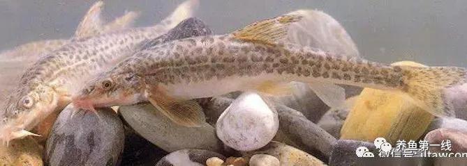 十种常见的水生动物,鳅科动物图片