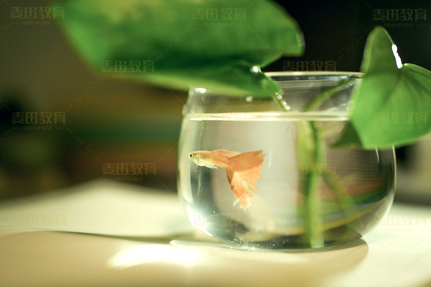 高三学生犯困最好的方法,高三孩子疲劳易犯困治疗方法