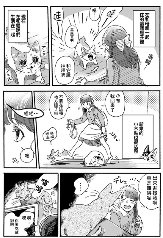 清新治愈！和3只猫一起生活的日子！又要骗我养猫！