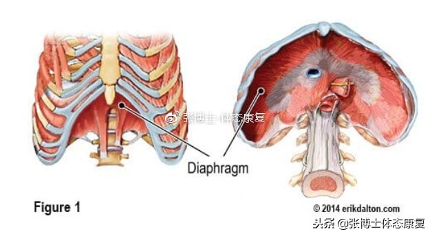 呼吸模式紊乱,呼吸模式紊乱的运动康复