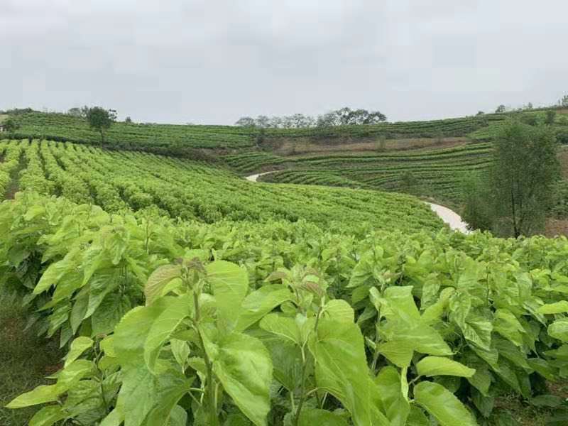 鐫℃铓曚笣鐪熺殑鑳芥敼鍠勬繁搴︾潯鐪犲悧,妗戣殨涓濈湡鐨勬湁鍔╀簬鐫＄湢