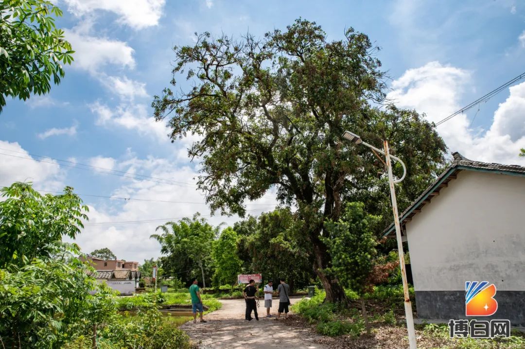 活久见！快成精了？博白发现明朝古树，至今600多年
