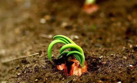 洋葱高产种植技术专家讲座视频,洋葱种植技术与管理专业