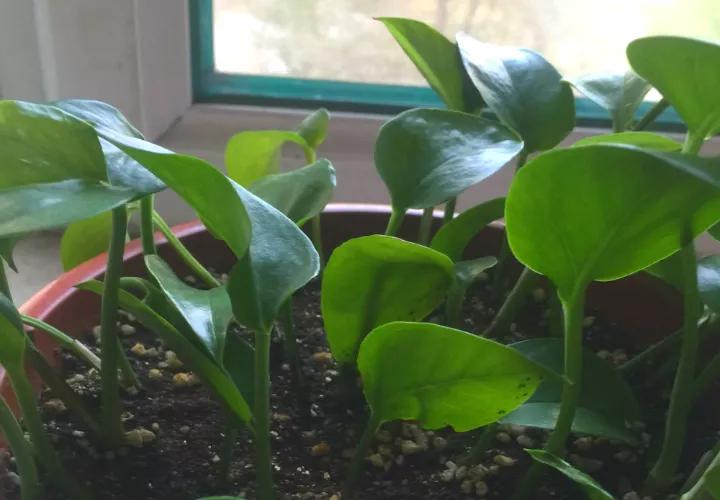 绿萝怎么打开小机关,大绿萝加入三种东西疯长