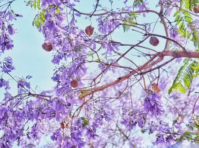 凉山州哪里可以赏花,西昌赏花攻略