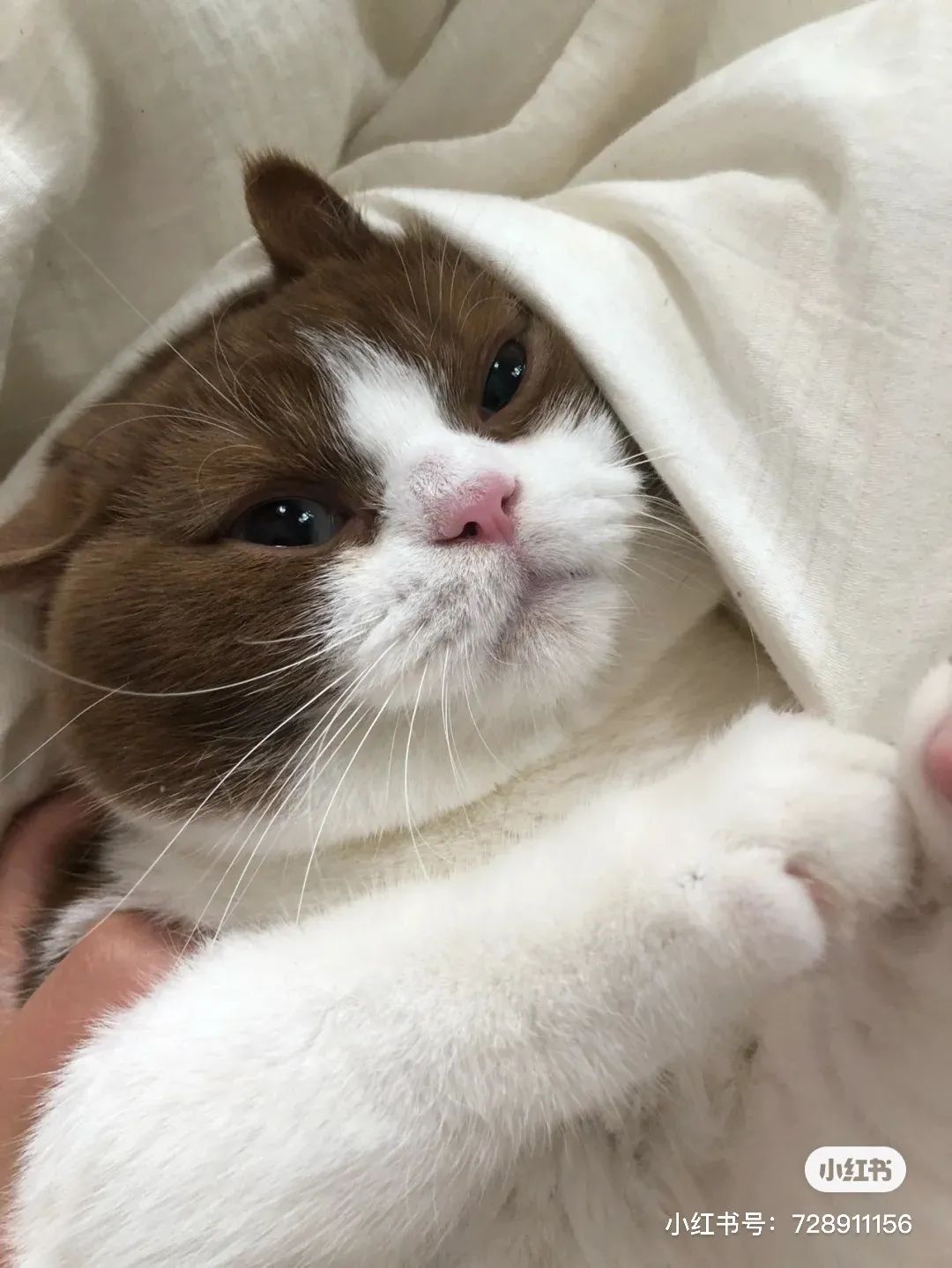 金发碧眼双眼皮！这猫我说一句“橘中最美”不过份吧？