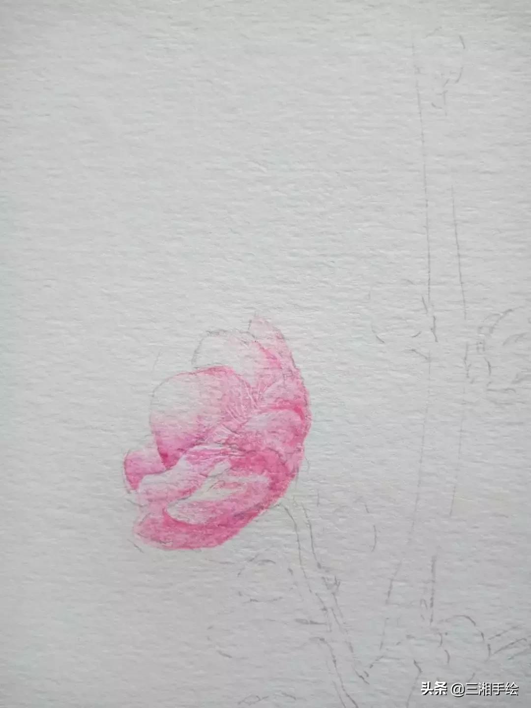 怎样用彩铅画梅花,梅花彩铅怎么画