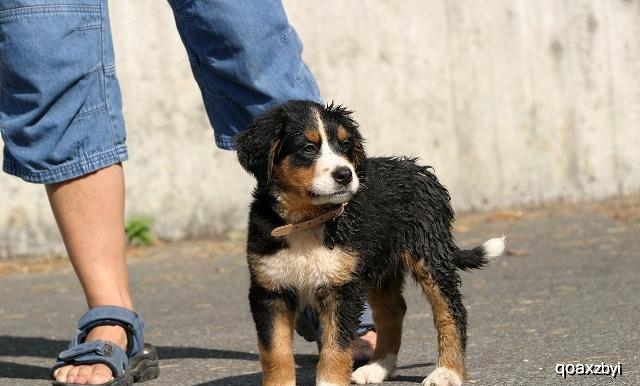 狗狗腕关节的肉球是什么,狗狗的肉球