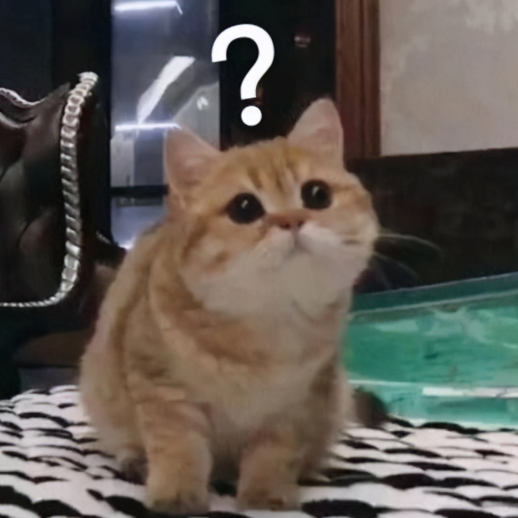 盘点铲屎官养的那些小宠物,铲屎官整宠物