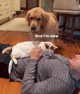 大金毛不听话怎样训练,大金毛根本不听话怎么办