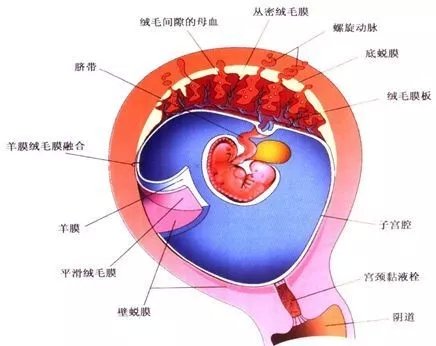 吃胎盘可以大补？不要再被这些信息误导了