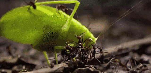 打不过就喷口水、喷排泄物，使用各种“下三滥”招术的动物