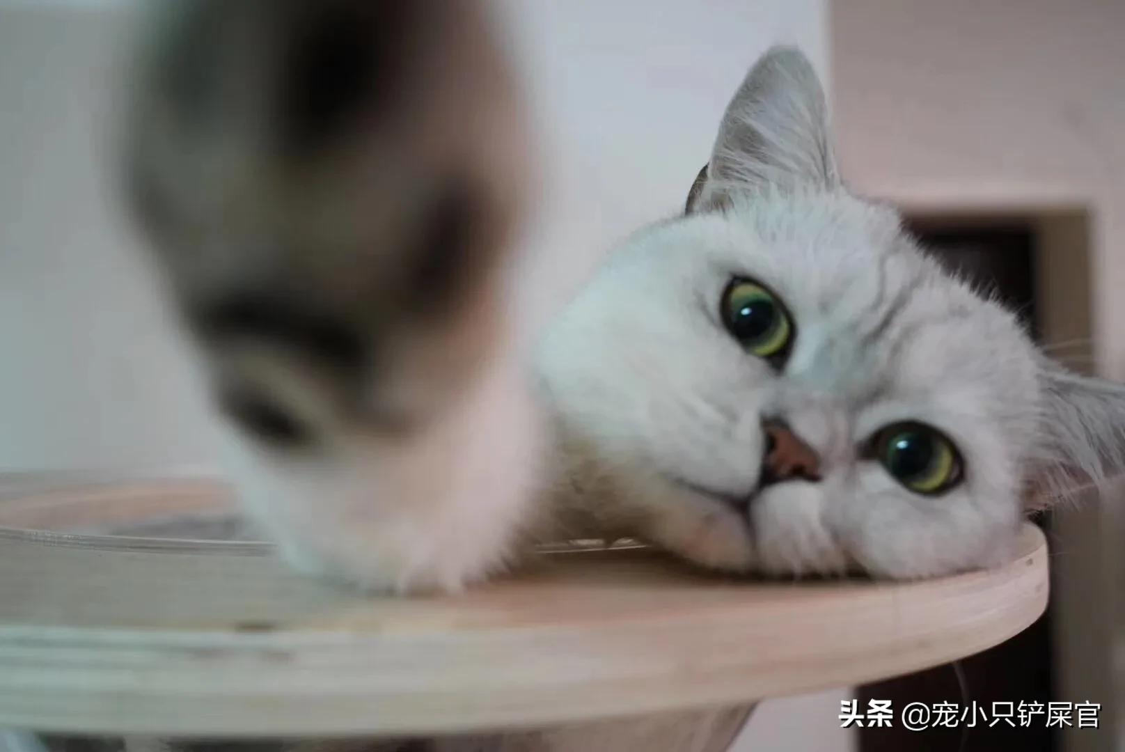 猫鼻支与疱疹病毒的区别,如何区分猫鼻支和猫疱疹