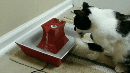 猫的饭盆需要经常清洗吗,猫的饭碗用什么清洗