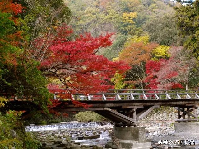 20岁少年建“猫猫寺”，和尚住持全是猫咪，网友：不敢撸不敢吸